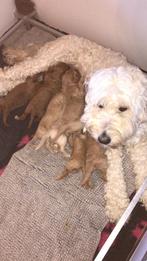 100 0/0 Australian Labradoodles pups te koop, Dieren en Toebehoren, Nederland, Overige rassen, CDV (hondenziekte), 8 tot 15 weken