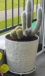 Cactussen in grote stenen pot, Huis en Inrichting, Kamerplanten, Ophalen, Minder dan 100 cm, Bloeiende kamerplant, Volle zon