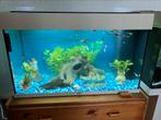 Juwel aquarium 80x35x50, Dieren en Toebehoren, Vissen | Aquaria en Toebehoren, Ophalen of Verzenden, Zo goed als nieuw, Leeg aquarium