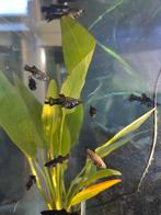 Black molly, zilver/ Black molly gratis, Vis