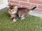 Britse Langhaar, Dieren en Toebehoren, Katten en Kittens | Raskatten | Langhaar, Meerdere dieren, Ontwormd