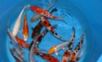 HQ Import koi 12 / 15 cm bij Koidream in Valburg