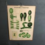 Vintage schoolplaat Zweedse groene planten, Natuur en Biologie, Ophalen of Verzenden