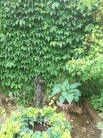 Wilde wingerd, Ophalen, Volle zon, Vaste plant, Klimplanten