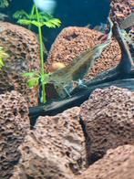 Grote groep garnalen!!, Dieren en Toebehoren, Vissen | Aquariumvissen, Kreeft, Krab of Garnaal