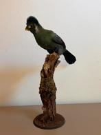 Opgezette Witwang Toerako taxidermy, Ophalen of Verzenden, Zo goed als nieuw, Vogel, Opgezet dier