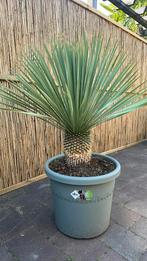 Yucca rostrata palmlelie palmboom, Tuin en Terras, Planten | Bomen, Overige soorten, Minder dan 100 cm, Zomer, Ophalen