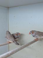 Zebravinken., Meerdere dieren, Tropenvogel