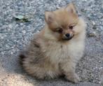 pomeriaan pups, Dieren en Toebehoren, Keeshond, CDV (hondenziekte), 8 tot 15 weken, Meerdere