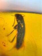 Birmees Amber (K) met insluiting van Coleoptera kever., Verzenden, Fossiel