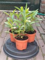 Verbena ( Ijzerhard), Tuin en Terras, Planten | Tuinplanten, Ophalen, Zomer, Overige soorten, Volle zon