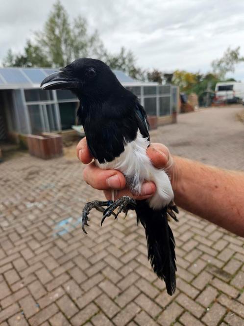 Ekster met vaste ring (2017) - Supermooie kleuren, Dieren en Toebehoren, Vogels | Overige Vogels, Tropenvogel, Geslacht onbekend