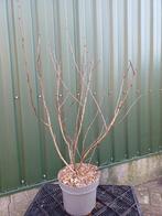 Kleurrijke blaasspirea, Volle zon, Vaste plant, Lente, Ophalen