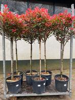 Photinia (red robin compact ) op stam 1,60 hoog, Tuin en Terras, Planten | Bomen, Ophalen