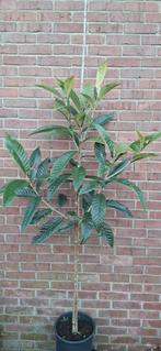 Eriobotrya japonica 'rose-anne', japanse wolmispel, Tuin en Terras, Ophalen, Bloeit niet, Halfschaduw, Overige soorten