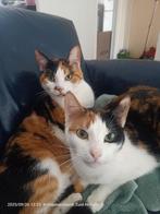 Gezocht huisje voor 2 binnen poezen Gratis, Dieren en Toebehoren, Katten en Kittens | Overige Katten, Poes