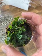 Terrariumplant ficus pumila, Ophalen of Verzenden, Ficus, Halfschaduw, Minder dan 100 cm