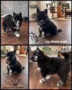 Pomsky pups, Dieren en Toebehoren, HCC (leverziekte), 8 tot 15 weken, Meerdere, Meerdere dieren