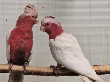 Diverse vogels te koop beschikbaar voor biedingen