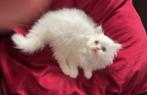 Met chip+paspoort Brits langhaar en brits korthaar poesjes, Poes, Gechipt, 0 tot 2 jaar