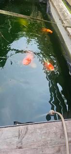 Diverse koi's te koop 30cm tot 70cm en een diamant steur, Dieren en Toebehoren, Vissen | Vijvervissen, Karper of Koi