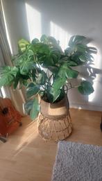 Monstera gatenplant in mooie mand. 90 cm hoog, Huis en Inrichting, Kamerplanten, Ophalen, Halfschaduw, Minder dan 100 cm
