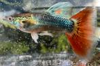 🔴 Half Black Red tail guppen 🔴, Vis, Zoetwatervis, Schoolvis