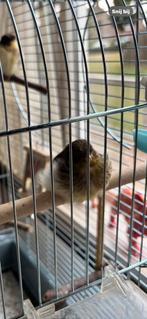 Mooie glosters tk, waarvan een Beatle.  Klein kanarie soort., Dieren en Toebehoren, Vogels | Kanaries, Meerdere dieren, Postuurkanarie