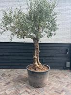 Mooie vertakte olijfboom stamomtrek 50/60 cm, 100 tot 250 cm, Olijfboom, Zomer, Ophalen