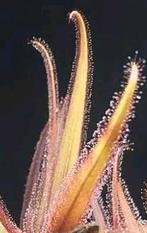 Bladstek Drosera adelae, Huis en Inrichting, Kamerplanten, Ophalen of Verzenden, Overige soorten, Minder dan 100 cm