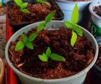 Peperplanten te koop, Huis en Inrichting, Ophalen, Overige soorten, Minder dan 100 cm