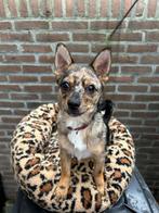 Pomchi merle pup chihuahua x pomeriaan reutje reu, Rabiës (hondsdolheid), 15 weken tot 1 jaar, Reu, Eén hond