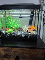 Aquarium en goldfish, Dieren en Toebehoren, Vissen | Aquaria en Toebehoren, Ophalen, Zo goed als nieuw, Overige typen