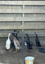 Broedeieren van loopeenden., Dieren en Toebehoren, Pluimvee, Geslacht onbekend, Eend