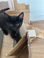 Catt, Dieren en Toebehoren, Katten en Kittens | Dekkaters, 0 tot 2 jaar