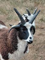 Jacobschaap ramlammeren 4 hoornig, Dieren en Toebehoren, Schapen, Geiten en Varkens, Mannelijk, Schaap