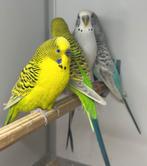Texas clearbody parkieten koppels en man, Meerdere dieren, Parkiet