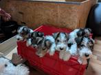 Foxterrier draadhaar pups tricolor, Dieren en Toebehoren, Honden | Jack Russells en Terriërs, Overige rassen, 8 tot 15 weken, Meerdere