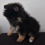Kleinblijvende mini pomeriaan pup, Dieren en Toebehoren, Honden | Poolhonden, Keeshonden en Oertypen, Particulier, Rabiës (hondsdolheid)