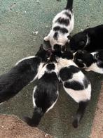 Twee boerderijpoezen (4 maanden oud) te koop!, Dieren en Toebehoren, Katten en Kittens | Overige Katten, Poes, Kortharig, 0 tot 2 jaar