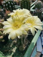 Veel cactussen te koop. Groot en klein, Tuin en Terras, Planten | Tuinplanten, Ophalen of Verzenden, Zomer, Volle zon