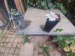 Passiebloem (Passiflora) 2x, Tuin en Terras, Ophalen, Volle zon, Vaste plant, Klimplanten