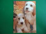 (1406) Dierenkaart: HONDEN, Verzamelen, Ansichtkaarten | Dieren, Verzenden, Gelopen, Hond of Kat