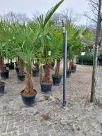 Trachycarpus Fortunei Palmboom - Prachtige winterharde palm, Tuin en Terras, Bloeit niet, 100 tot 250 cm, Palmboom, Ophalen
