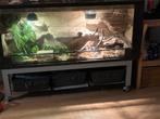 Korenslang met groot terrarium, Ophalen of Verzenden, Zo goed als nieuw, Terrarium of Paludarium