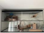 Terrarium voor o.a hamster, Dieren en Toebehoren, Knaagdieren en Konijnen | Hokken en Kooien, Kooi, Zo goed als nieuw, Hamster