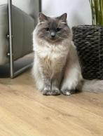 Ragdoll raskat dekkater blue point (NIET te koop), 3 tot 5 jaar