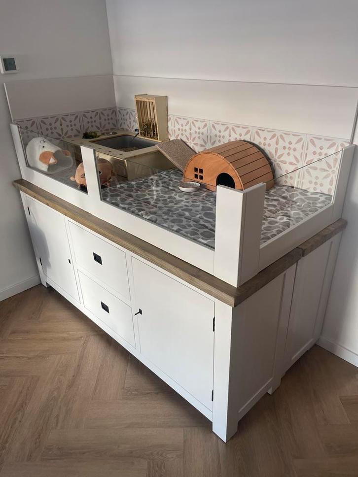 Cavia’s met heel mooi cavia hok., Dieren en Toebehoren, Knaagdieren, Vrouwelijk, Cavia, Juli, Tam