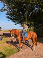 Talentvolle 3 jarige merrie, Dieren en Toebehoren, Paarden, Merrie, 160 tot 165 cm, Dressuurpaard, 3 tot 6 jaar