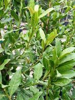 **ACTIE** Salix pentandra, laurierwilg, Ophalen of Verzenden, Overige soorten, Struik, 100 tot 250 cm